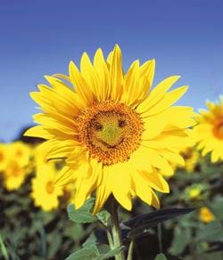 Happy Sunflower Greeting Card