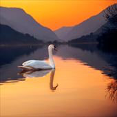 Swan Greeting Card