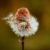 Mouse on a Dandelion Greeting Card