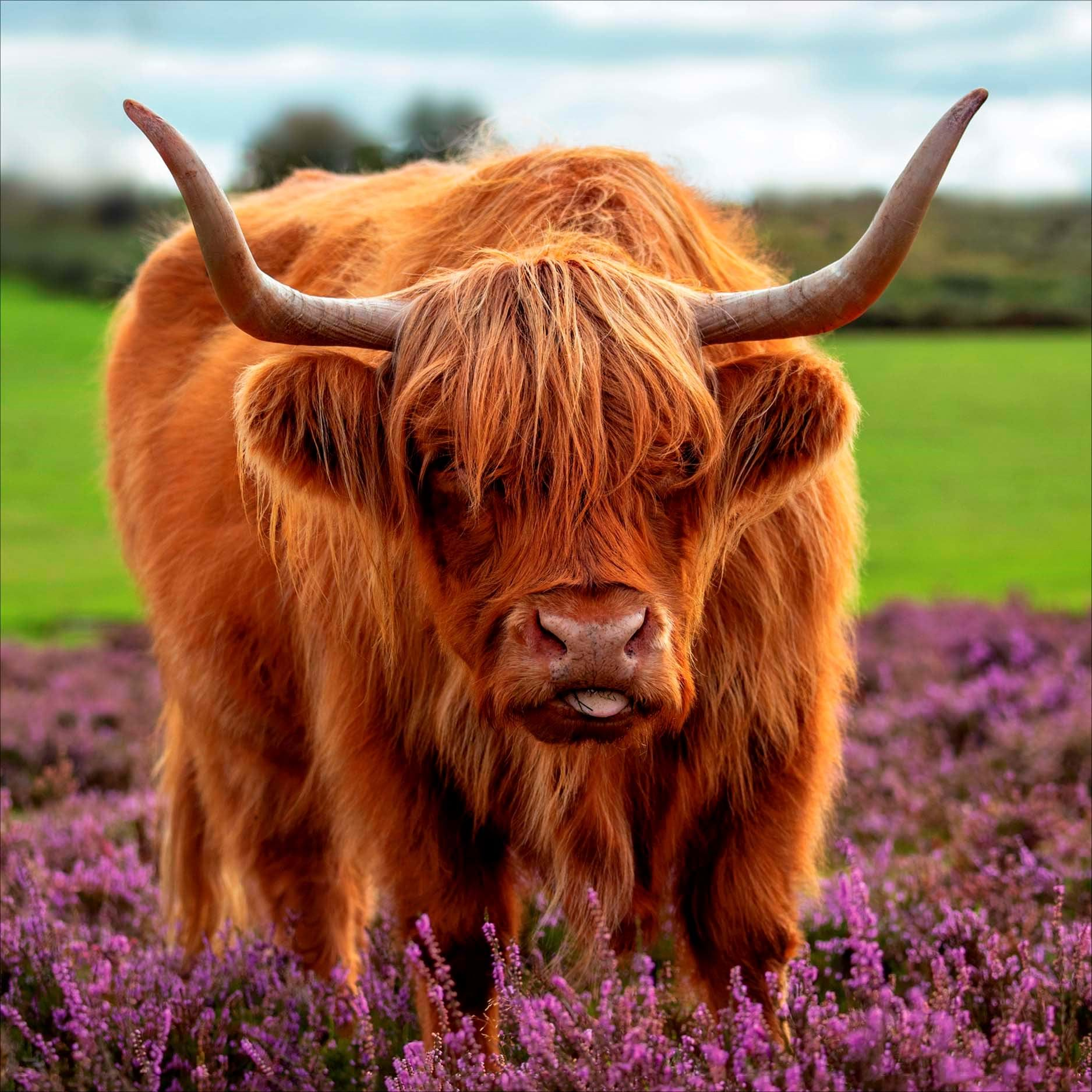 Highland Cow Greeting Card