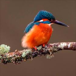 Kingfisher Greeting Card