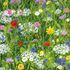 Wild Flower Garden Notecards - Pack of 8