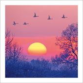 Swans in Flight Greeting Card