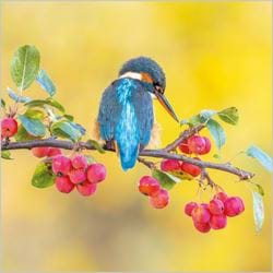 Kingfisher Greeting Card