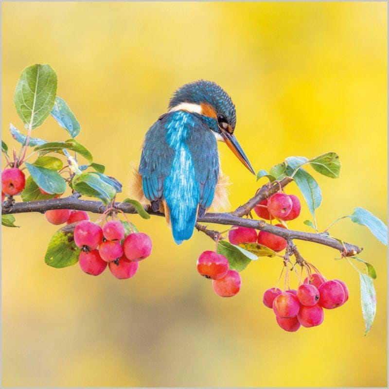 Kingfisher Greeting Card