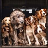 Working Dogs Greeting Card