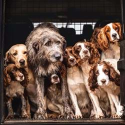 Working Dogs Greeting Card