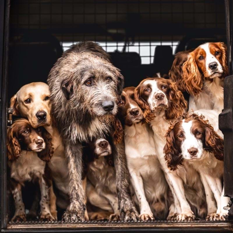 Working Dogs Greeting Card