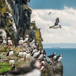 Atlantic Puffins Greeting Card