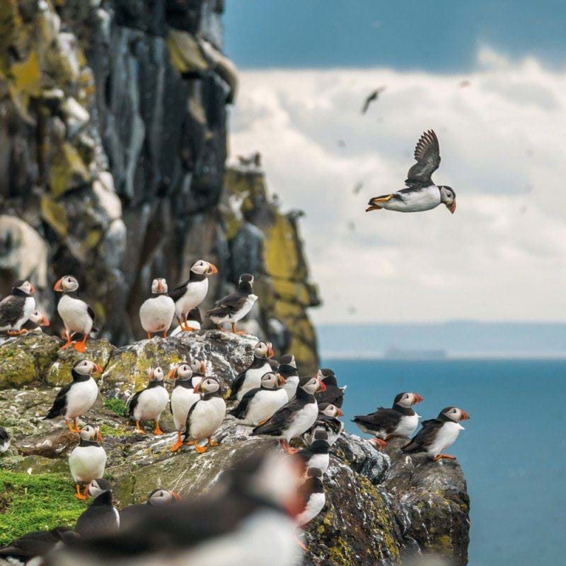 Atlantic Puffins Greeting Card