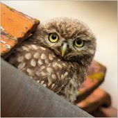 Little Owl Greeting Card