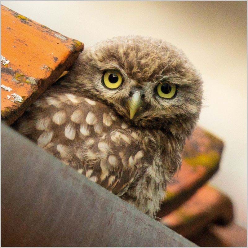 Little Owl Greeting Card