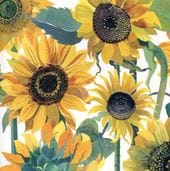 Sunflowers Greeting Card