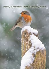 Winter Robin - Front Personalised Christmas Card
