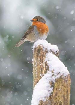 Winter Robin - Personalised Christmas Card