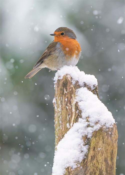 Winter Robin - Personalised Christmas Card