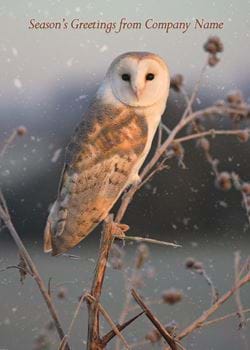 Barn Owl - Front Personalised Christmas Card