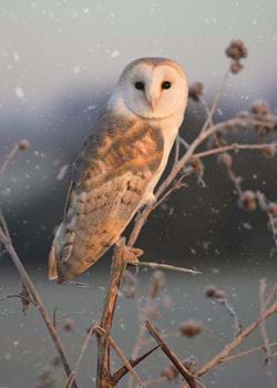 Barn Owl - Personalised Christmas Card