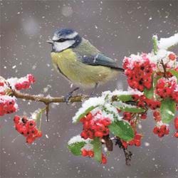 Blue Tit in Winter - Personalised Christmas Card