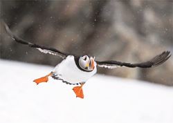 Flight of the Puffin - Personalised Christmas Card