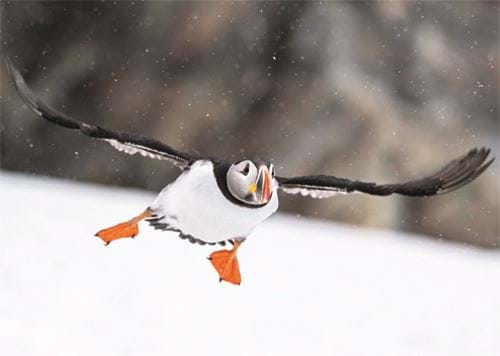 Flight of the Puffin - Personalised Christmas Card