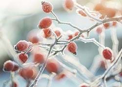 Frozen Berries - Personalised Christmas Card