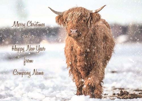 Highland Cattle on a Winter's Day - Front Personalised Christmas Card