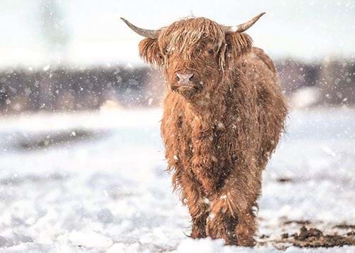 Highland Cattle on a Winter's Day - Personalised Christmas Card