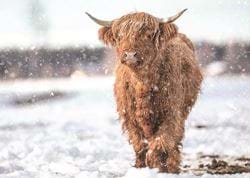 Highland Cattle on a Winter's Day - Personalised Christmas Card