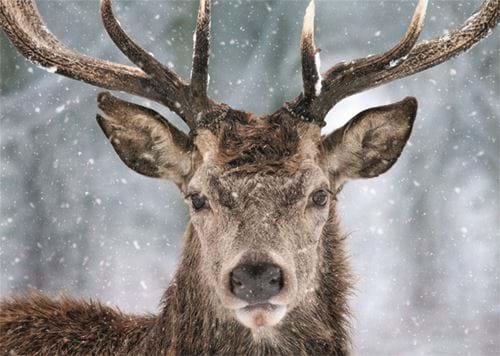 Majestic Stag Personalised Christmas Card