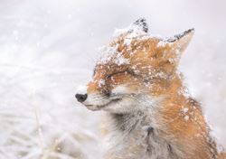 Merry Fox in the Snow - Personalised Christmas Card