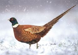Pheasant in the Snow - Personalised Christmas Card