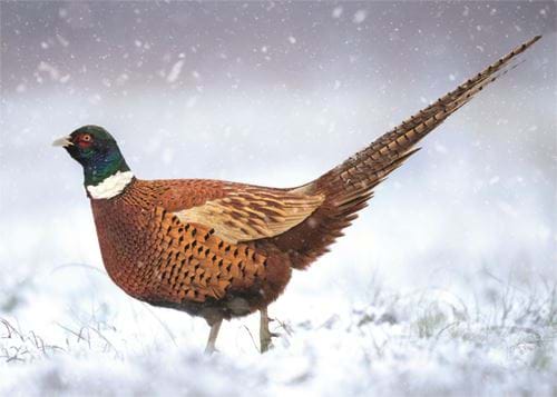 Pheasant in the Snow - Personalised Christmas Card
