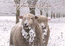 Playful Sheep  - Front Personalised Christmas Card