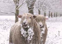 Playful Sheep - Personalised Christmas Card