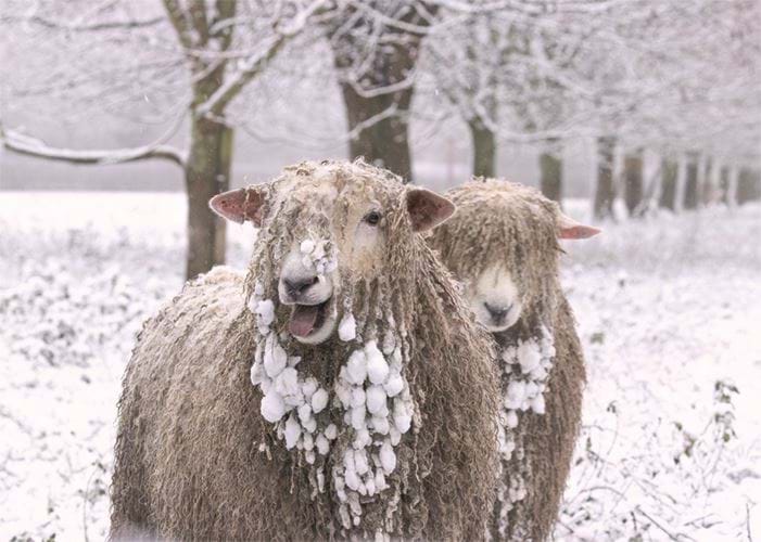 Playful Sheep - Personalised Christmas Card