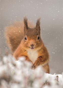 Playful Squirrel - Personalised Christmas Card