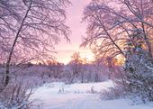 Sunset in the Forest - Personalised Christmas Card