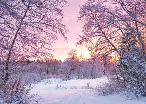 Sunset in the Forest - Personalised Christmas Card