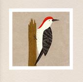 Woodpecker Greeting Card