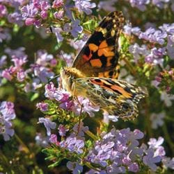 Painted Lady Greeting Card
