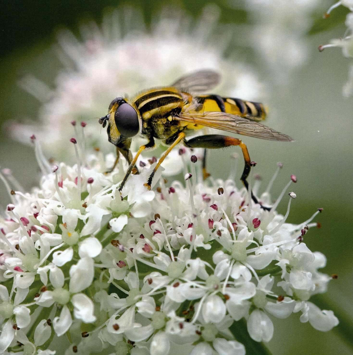 Hoverfly Wildflowers Greeting Card