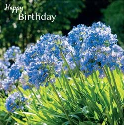 Agapanthus Birthday Card