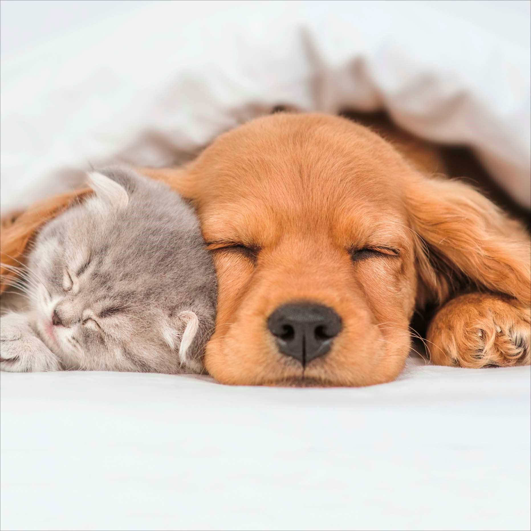 Sleepy Days Greeting Card