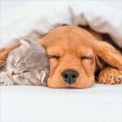 Sleepy Days Greeting Card