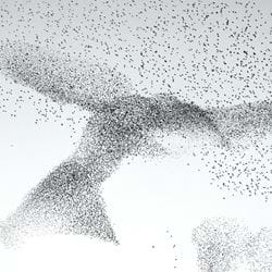 Starling Murmuration Greeting Card