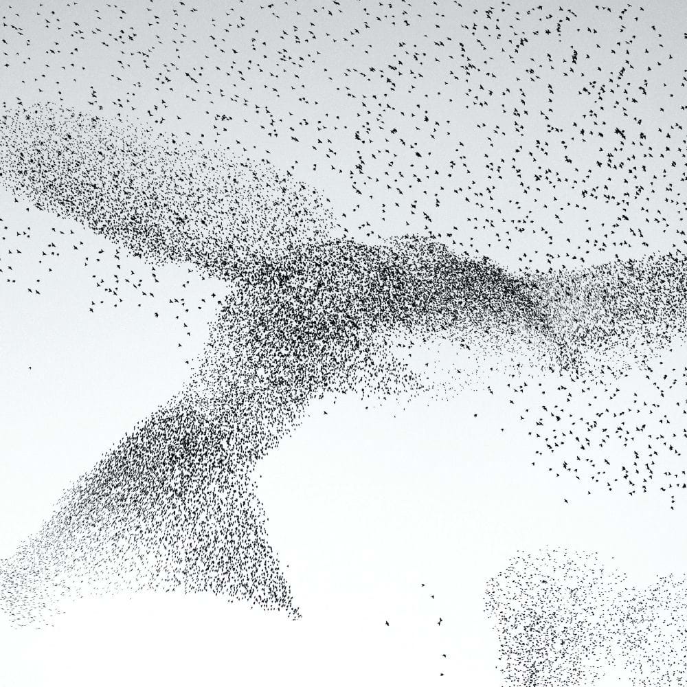 Starling Murmuration Greeting Card