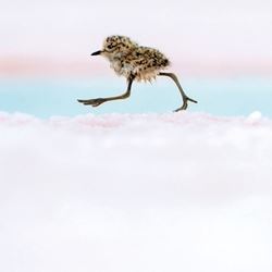Argentine Quickstep Greeting Card