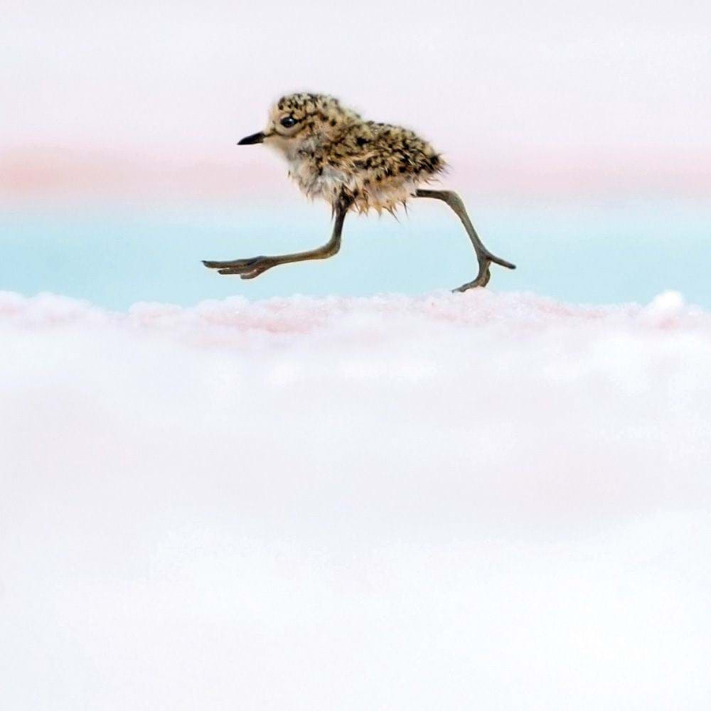 Argentine Quickstep Greeting Card