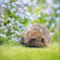 Hedgehog Greeting Card